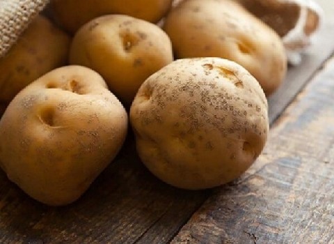 تصویر 2 از قیمت سیب زمینی آگریا همدان + خرید باور نکردنی
